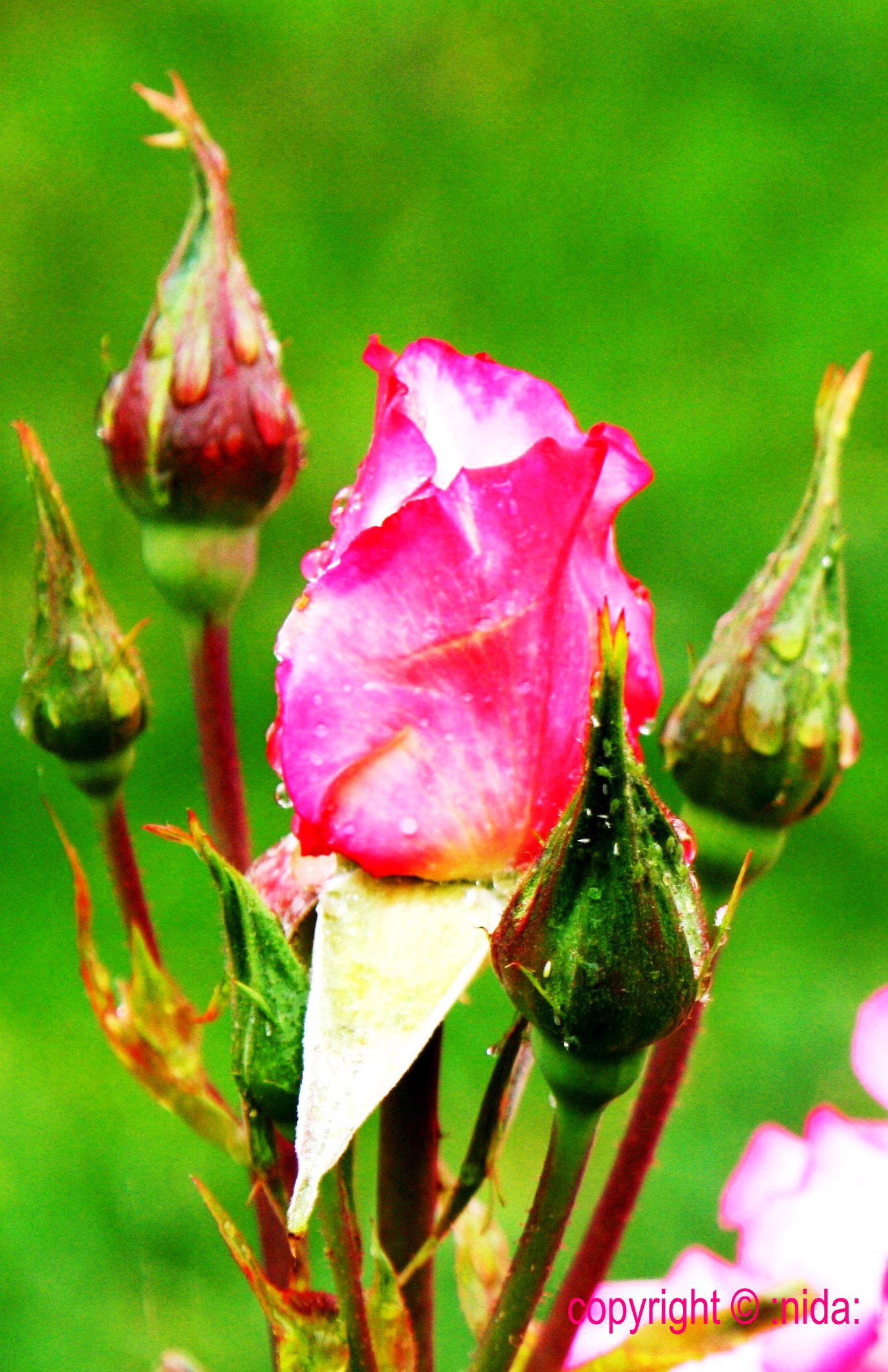 Pink Rose Individualized Counseling
